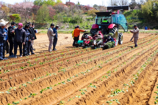 고구마 정식기 시연회
