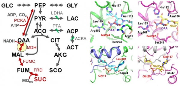 숙신산 생산 미생물의 대사 회로 및 생산에 핵심적인 말산 탈수소효소의 효소 구조
