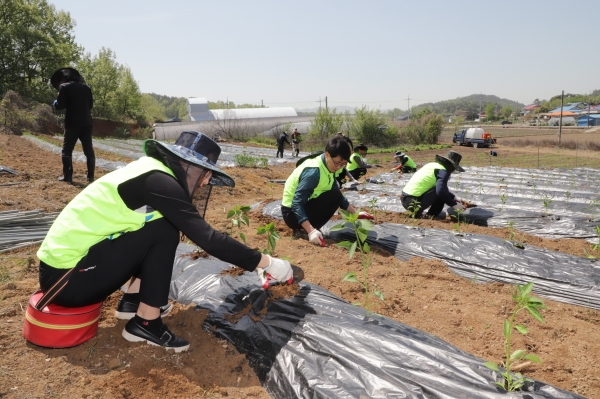 서천군 한산면 마양마을 찾아 농촌일손돕기 실시