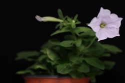 충남대학교 이긍주 교수 연구팀과 ㈜툴젠이 크리스퍼 유전자 가위 기술로 공동개발 한 신품종 페튜니아, 사진제공=㈜툴젠