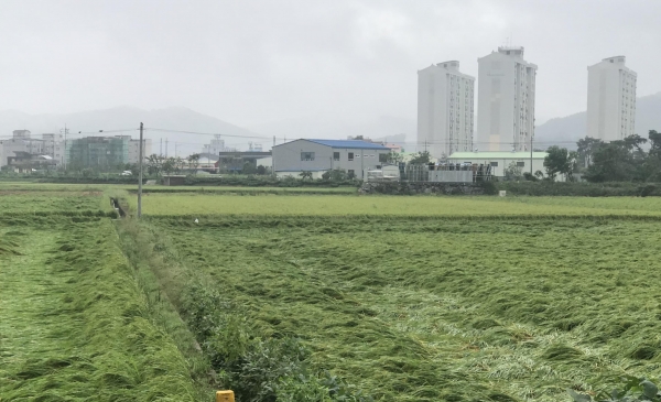 벼 농작물재해보험 가입 ‘선택 아닌 필수’-지난해 링링 피해