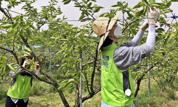 배 농가 일손돕기 현장사진