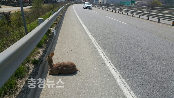 교통사고로 다리를 다친 고라니 모습
