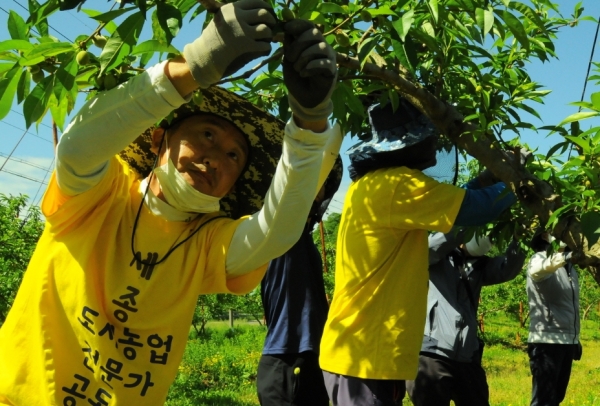 세종시 도시농업공동체 농촌일손돕기