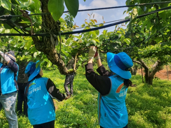 농어촌공사 충남본부 직원들이 과수농가에서 적과 봉사활동을 펼치고 있다