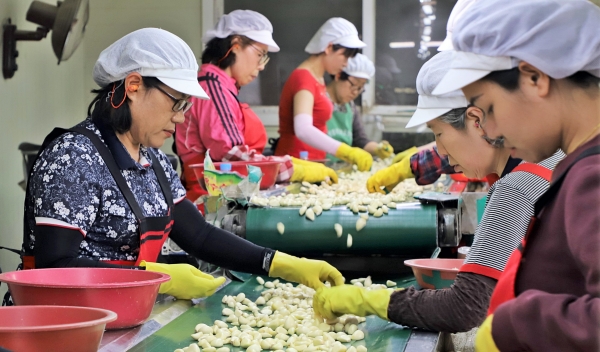 정부비축마늘 수출용 작업현장 사진