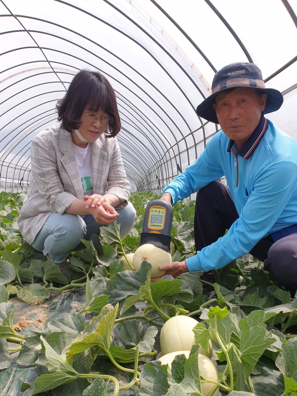 김학근 천안멜론농촌지도자 회장이 껍질을 자르지 않고 당도를 측정하는 비파괴 휴대용 당도측정기로 수신멜론의 당도를 측정하고 있다.