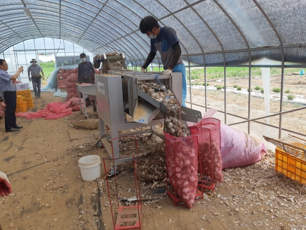 새로 도입된 마늘 진동식선별기