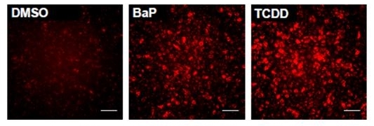 AHR을 증가시키는 BaP, TCDD 약물 처리 하자 세포 형광발현이 증가되고 있다.