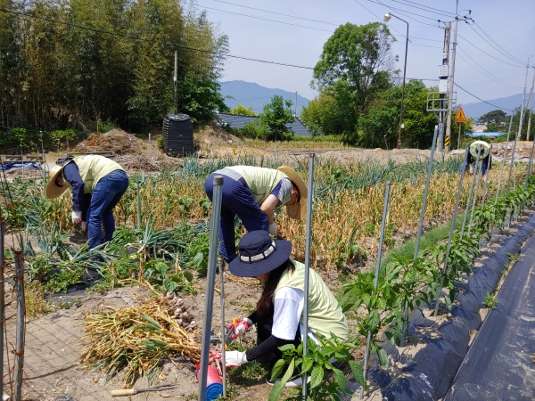 29일(금) 전남 구례군 방광마을을 방문하여 농촌 봉사활동을 펼치고 있다.