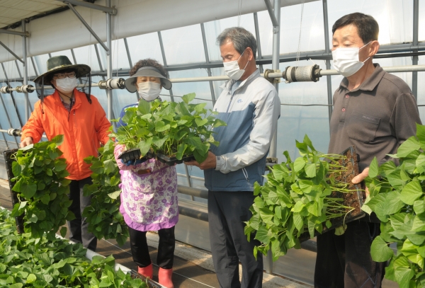 ‘고구마 조직배양묘’ 분양 모습.