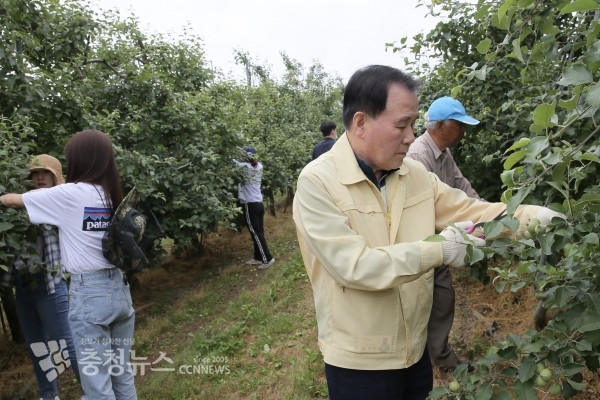 과수 농가를 방문해 사과 열매 솎기 작업을 하는 김지철 교육감