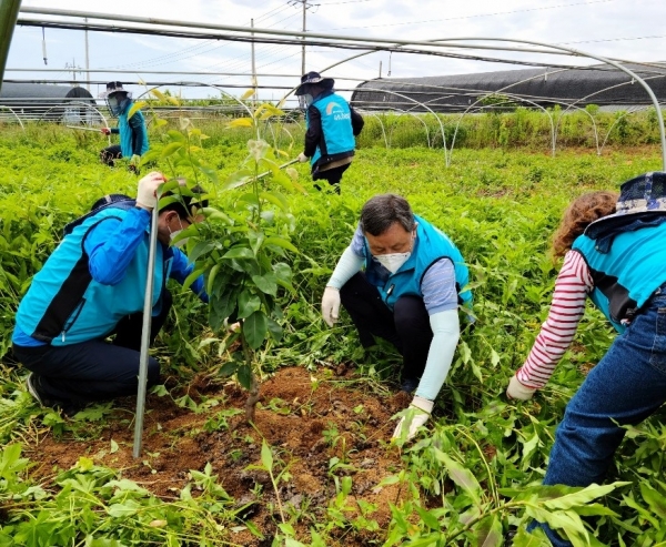 조익문 상임감사(사진가운데)는 2일 감사실 직원들과 함께 나주시 동강면 배 농가를 찾아 배 봉지 씌우기와 잡초 제거 등을 하며 일손돕기에 구슬땀을 흘렸다