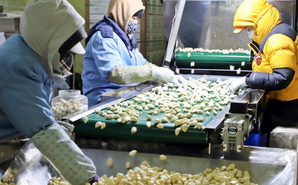 냉장창고에서 수출용 깐마늘을 선별하는 현장사진