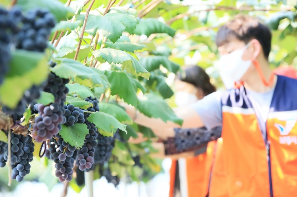 보령 남포 사현포도 첫 수확 모습