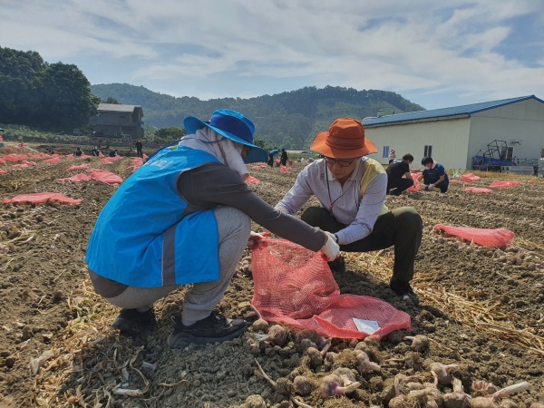 농어촌공사 직원들이 마늘 수확을 돕는 농촌일손돕기 활동을 하고 있다