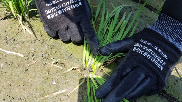 서천군, 벼 월동 먹노린재 적기방제 당부