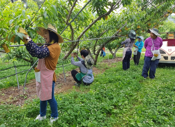 복숭아 농가 일손 돕는 인재육성평생교육진흥원 직원들
