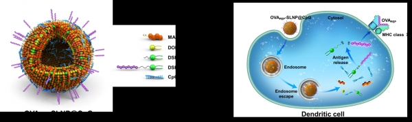 항암 나노입자 백신 및 이의 작용 기작 모식도