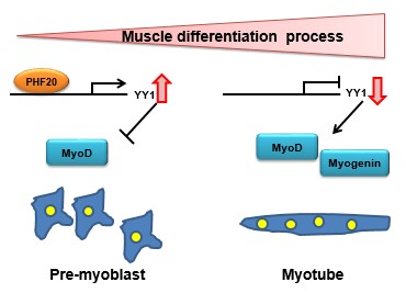 그림 2-근육 미분화세포와 근육 분화세포에서 PHF20에 의한 YY1의 분자적 조절 메커니즘