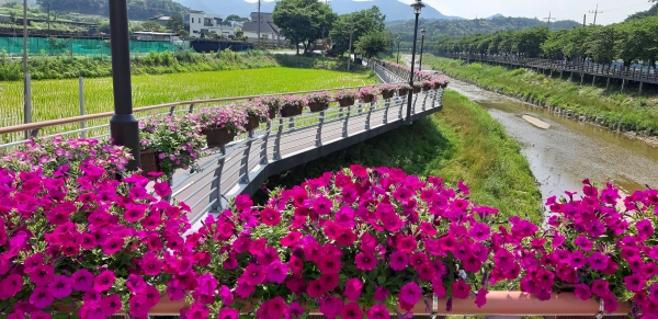 금산군 금산천 샤피니아 데크길 조성