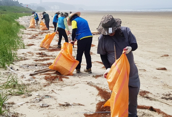 이달 초 연포해수욕장에서 ‘괭생이모자반’을 수거하는 모습.
