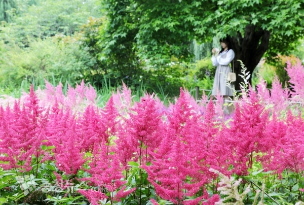 탐방객이 노루오줌원에서 다양한 색의 노루오줌을 카메라에 담고있는 모습