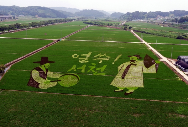 ‘얼쑤! 서천’ 서천군, 논 그림 조성