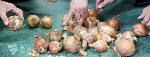 일부 썩은 양패