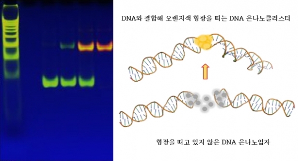 DNA와 결합해 오렌지색 형광을 띠는 은나노클러스터센서(왼쪽) 두 개의 머리핀 구조의 DNA가 마주 보는 결합 구조를 형성할 때 은나노클러스터센서가 오렌지색 형광을 띤다(오른쪽)