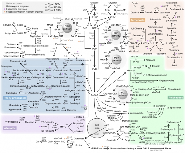 대장균 세포 공장 개발, 생산된 대표 천연물 대사회로 지도