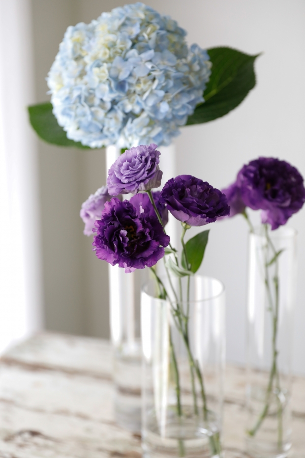 올해의 여름 꽃 ‘수국’과 ‘리시안셔스’ * 수국(뒤쪽), 리시안셔스(앞쪽