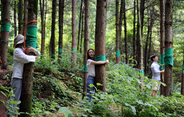 지난해 7월 경북 영주시 봉현면 국립산림치유원에서 방문객들이 '숲에 안기다' 프로그램에 참여하고 있다