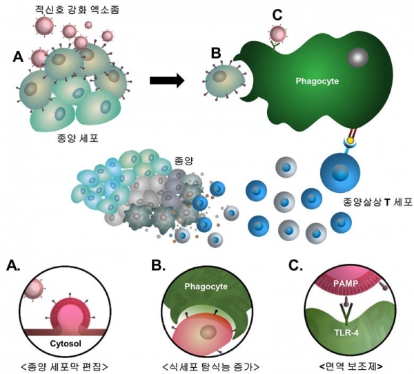 엑소좀을 이용, 암세포 표면에 표적 신호를 전달하고(A), 적신호가 이식된 암세포가 면역세포를 활성화시켜(B-C), 암을 효과적으로 제거하는 모식도.