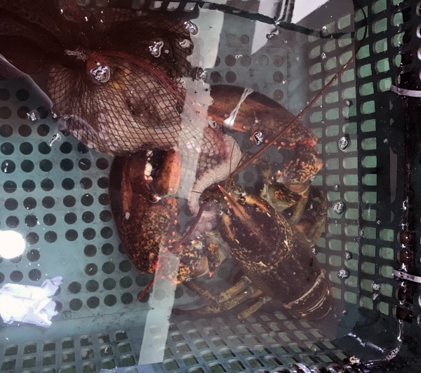 서해안에서 잡힌 랍스터 [사진제공 김진각 씨]