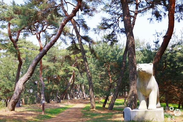 비대면 여행코스 - 고마나루 솔숲 곰상