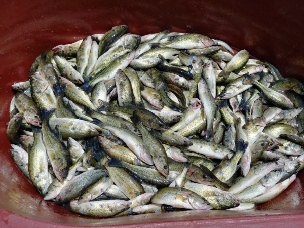 생태계 교란 어종 포획