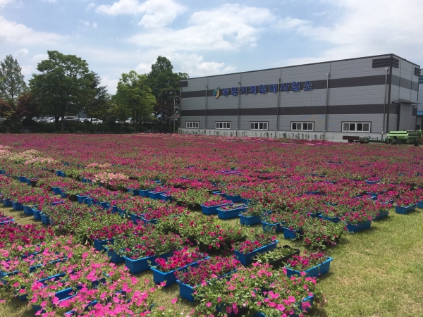 금산농업기술센터 내 사피니아 육묘 현장