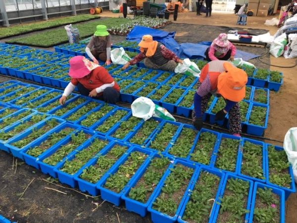 금산농업기술센터 내 사피니아 육묘 현장