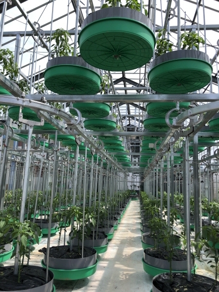 순환식 스마트팜 시범운영 장면