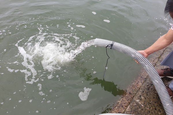지난 28일 천수만 수산자원보호구역(부석면 창리항)에 감성돔 치어 방류 사진)