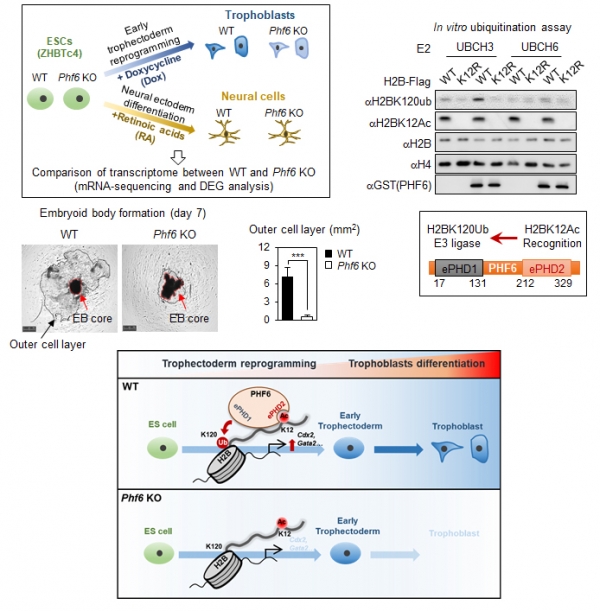 배반포 분화 단계에서 PHF6의 후성유전 조절 기전 설명. PHF6는 히스톤 단백질의 아세틸화를 인지하고 이를 통해 히스톤 유비퀴틴화에 대한 효소로 작동한다. 그 결과 배반포 분화 중 영양외배엽 계통 유전자들의 발현만을 특이적으로 유도하고, 정상적인 배반포의 분화 및 발달을 조절한다.