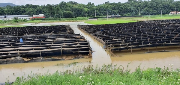 금산군 피해 상황