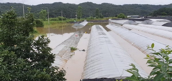 금산군 피해 상황