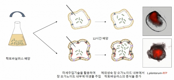락토바실러스를 배양해 장 오가노이드 내부에 주입하는 과정