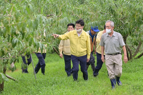 김정섭 시장 수해지역 현장방문(월송동 복숭아 낙과 모슴)
