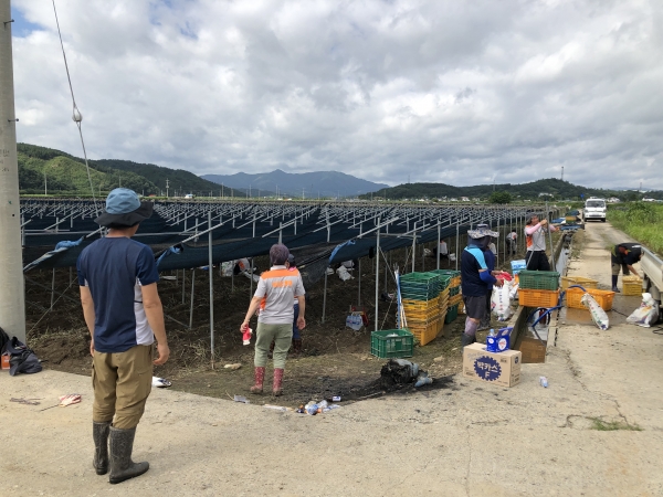 금산군 의용소방대 제원면 저곡리 일대 인삼 재배지 복구활동