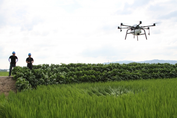 벼 드론 긴급 방제장면