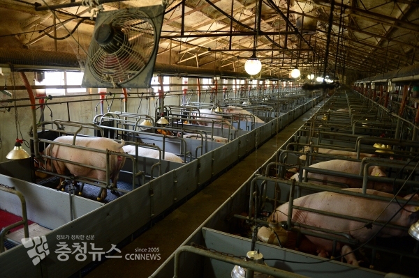 홍성군의 돼지농가