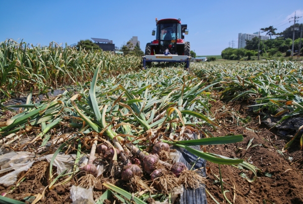 근흥면 두야리에서 ‘마늘 수확기’로 마늘을 수확하고 있는 모습.